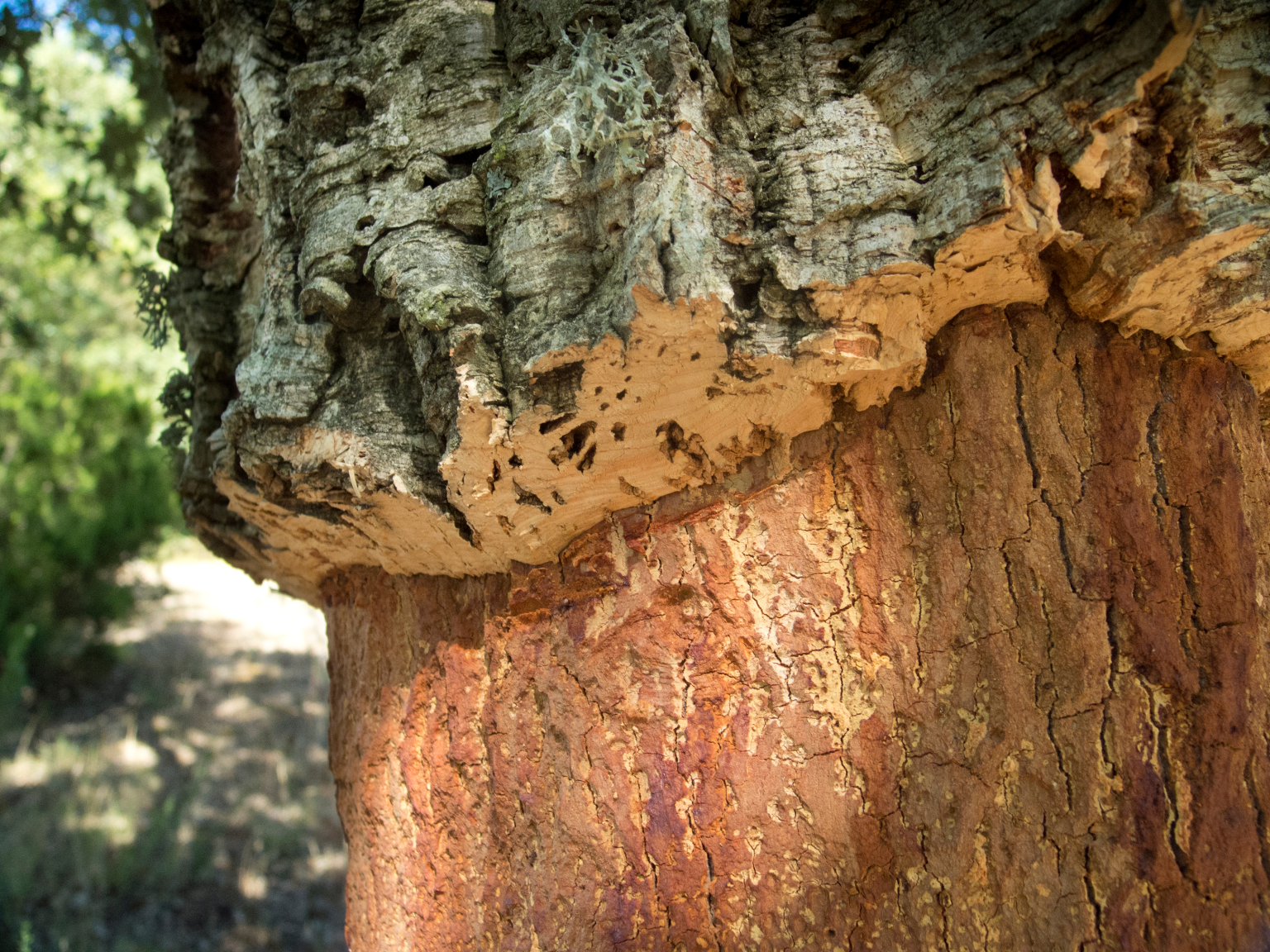 A beautiful, sustainable cork yoga mat showing its natural texture.